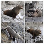 Australian Fur Seal
