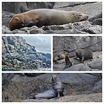 New Zealand Fur Seal