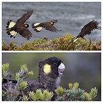 Yellow-tailed Black Cockatoo