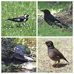 Magpie Lark, Pied Currawong, Long-necked Turtle en Common Mynha