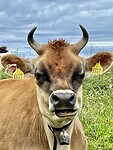 IMG_3681