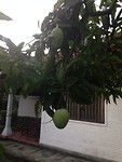 Fruit hangt in de tuin