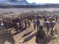 De paarden
