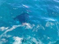 Manta