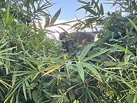 IMG_5293