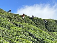 IMG_5382