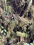 IMG_5387