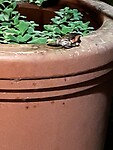 IMG_5531