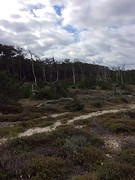 Fietsen in de duinen