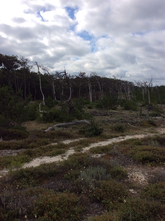 Fietsen in de duinen