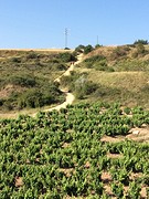 Het pelgrimspad van de lopers