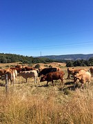 Koeien op de bergweide
