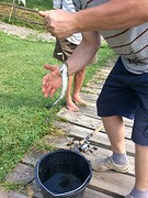 Forel voor de maaltijd