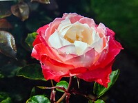 IMG_5869