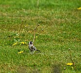 IMG_6251