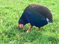 IMG_4075