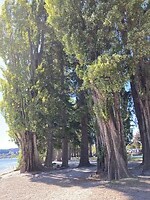 IMG_6297