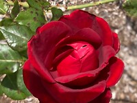 IMG_4857