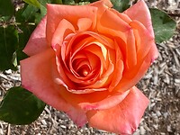 IMG_4858