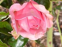IMG_4850