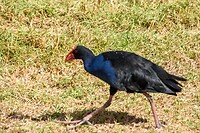 IMG_1718