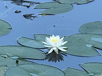 14 oktober - Matsuyama, waterlelie