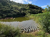 18 oktober - Naoshima - kunstwerk 'de Narcissentuin' van Yayoi Kusama