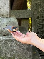 17 oktober - Kotohira - vogeltjes eten zaadjes uit Cocky's hand