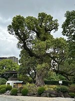 20 oktober - Kobe - in de Japanse tuin aangelegd begin jaren 1900