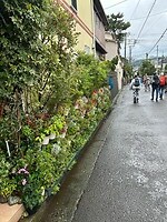 26 oktober - Odawara - vertikale geveltuin
