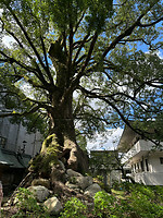 09 oktober - Dazaifu - 10 - Meer dan 1000 jaar oude kamferboom