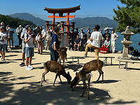 11 oktober - Hiroshima - Miyajima - 05 - 'Heilige' herten