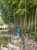 12 oktober - Hiroshima - 10 - Bamboebos in Shukkei-en tuin