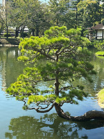 12 oktober - Hiroshima - 11 - Shukkei-en tuin