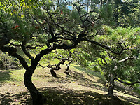 12 oktober - Hiroshima - 12 - Shukkei-en tuin