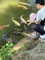 12 oktober - Hiroshima - 12 - Voer voor duiven, schildpadden of vissen ?