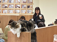12 oktober - Hiroshima - 21 - Een Kattencafé