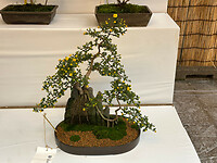 31 oktober - Tokyo - 17 - chrysanten als bonsai