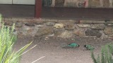 DSCF2088