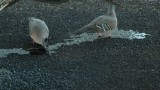 DSCF2211