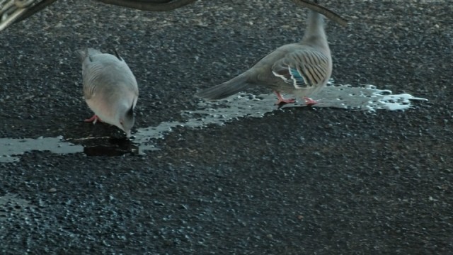 DSCF2211