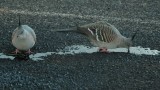 DSCF2212
