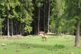 Haflinger paardjes