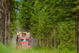 Woodlogger