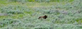 Grizzly beer