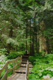 Cedar trail