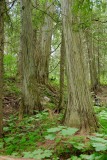 Cedar trail
