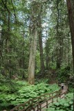 Cedar trail