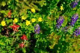 Bloemetjes op Mount Revelstoke