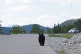 Een beer op de weg....